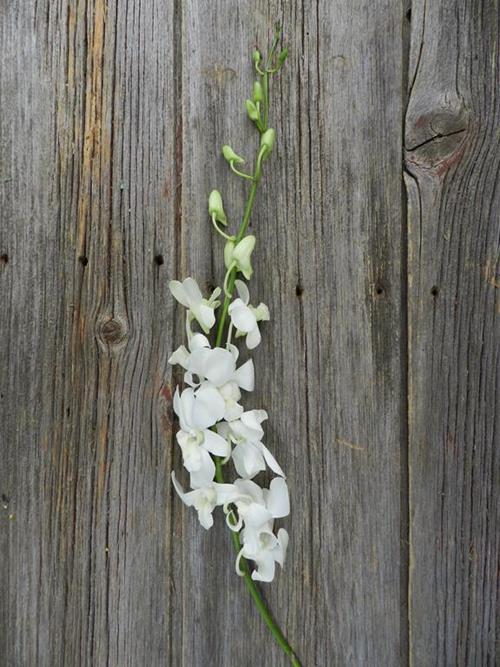 WHITE DENDROBIUM ORCHID